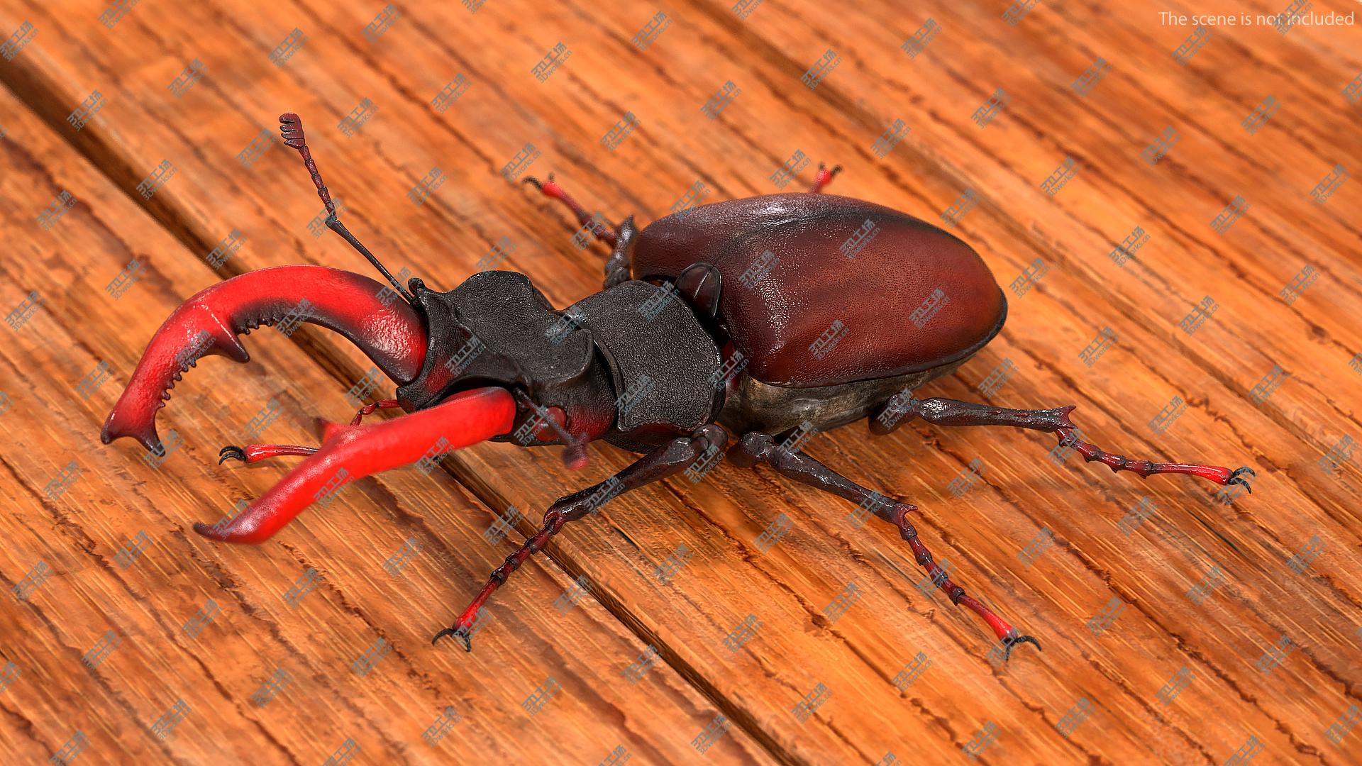 images/goods_img/202104093/3D model Lucanus Cervus Stag Beetle Rigged/1.jpg